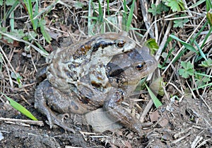 Toads Bufo gargarizans 4