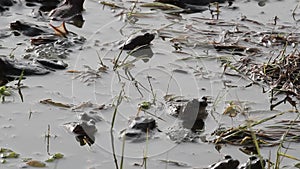 Toads gathering during mating season on a flooded field