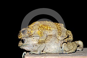 Toads mating