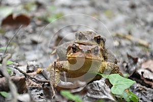 Toads reproducing on a path  front view. photo