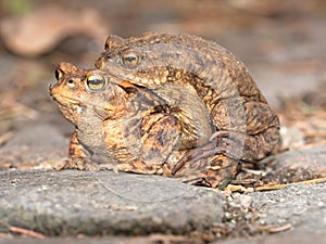 Toads on their way to spawning