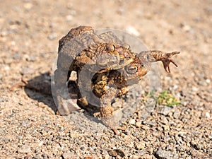 Toads on their way to spawning