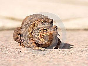Toads on their way to spawning