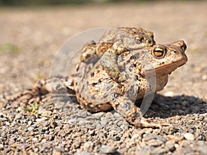 Toads on their way to spawning
