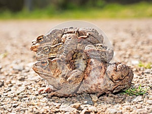 Toads on their way to spawning