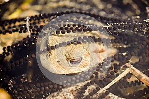 Toads in water, Bufo bufo