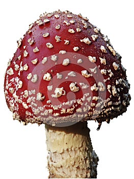 Toadstool