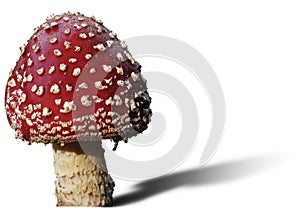 Toadstool photo