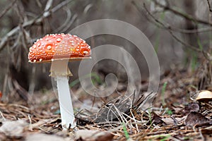 Toadstool