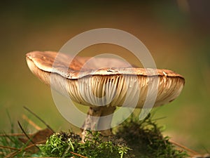 Toadstool photo