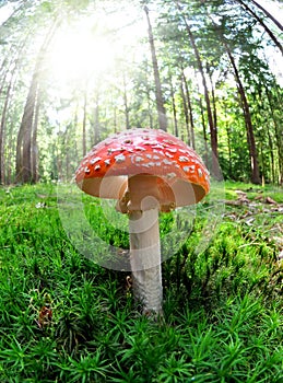 Toadstool photo