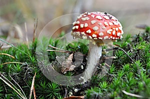 Toadstool