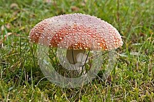 Toadstool