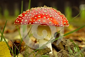 Toadstool