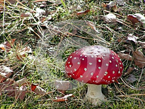 Toadstool