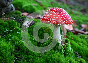 Toadstool