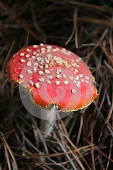 Toadstool,