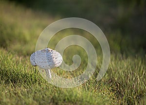 Toadstool - Amanita muscaria
