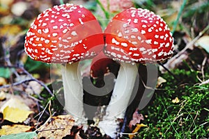 Toadstool Amanita muscaria in Freiberg Saxony photo