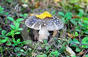 Toadstool (Amanita pantherina)