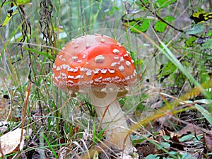 Toadstool AmÃÂ¡nita Mushroom photo