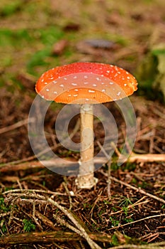 Toadstool Autumn Fall Forest odenwald germany