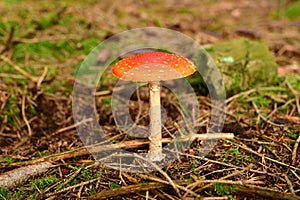 Toadstool Autumn Fall Forest odenwald germany