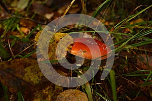 Toadstool in the autumn forest