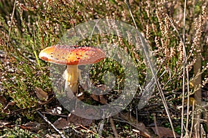 Toadstool in beautiful nature with heather