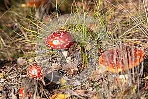 Toadstool in beautiful nature with heather