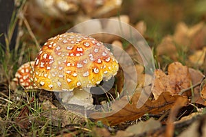 Toadstool with brown leafs