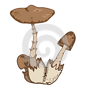 Toadstool brown uneatable mushrooms isolated vector illustration
