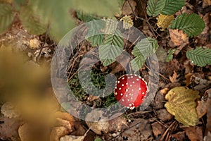 Toadstool, close up of a mushroom in the forest