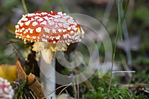 Toadstool