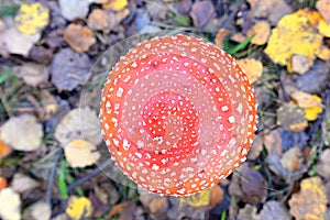 Toadstool, close up of a poisonous mushroom in the forest.