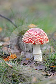 Toadstool, close up of a poisonous mushroom in the forest.