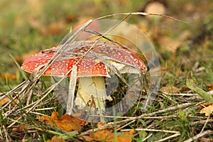 Toadstool covered with grass