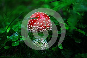 Toadstool in the dark forest with blurry background