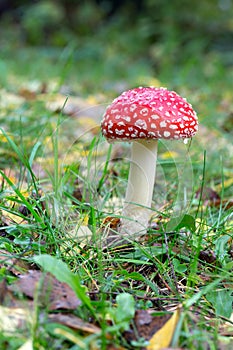 Toadstool