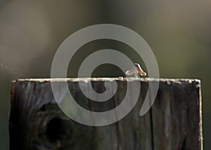 Toadstool on fence post