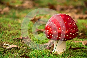 Toadstool