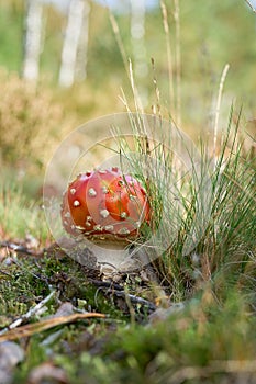 Toadstool, Fly agaric, Amanita muscaria in the autumn between grass and moss