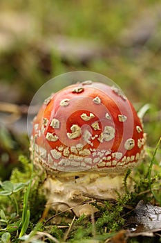 Toadstool or fly agaric mushroom