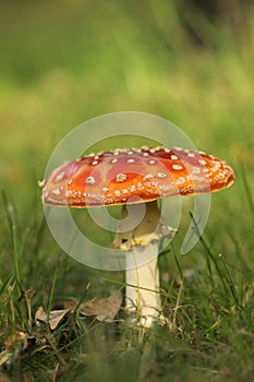 Toadstool or fly agaric mushroom