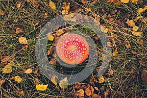 Toadstool , fly agaric - mushroom in forest
