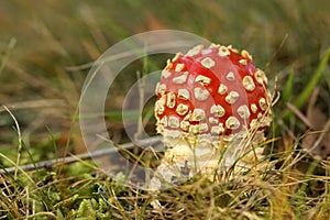 Toadstool or fly agaric mushroom in the grass
