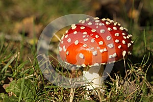 Toadstool or fly agaric mushroom in the grass