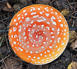 Toadstool at the forest