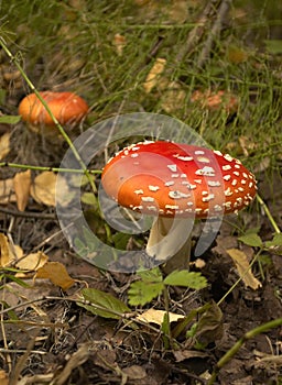 Toadstool at the forest