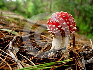 Toadstool in the forest photo